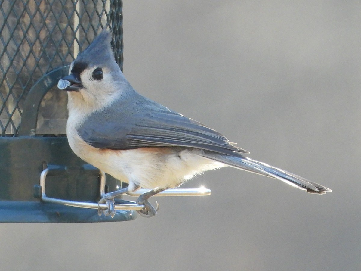 Tufted Titmouse - ML645897843