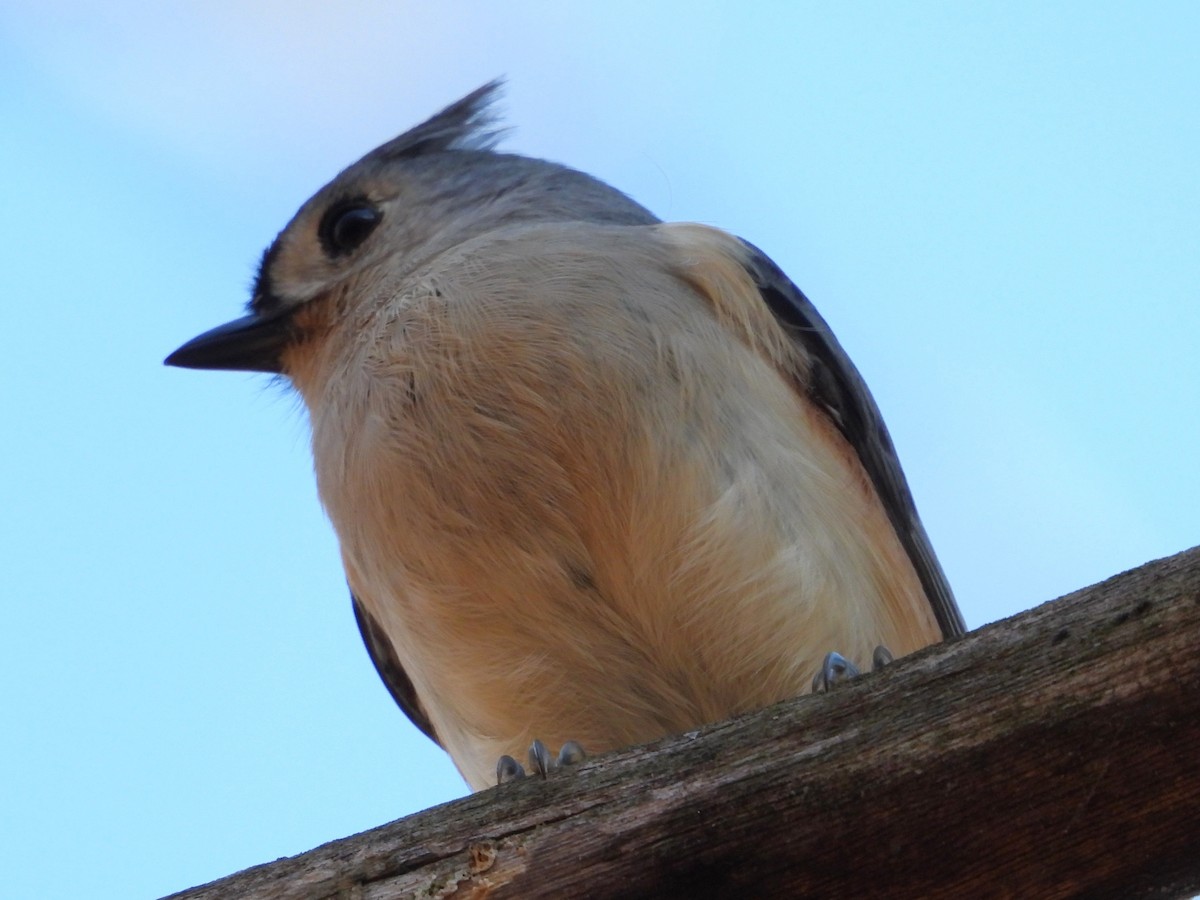 Tufted Titmouse - ML645897844