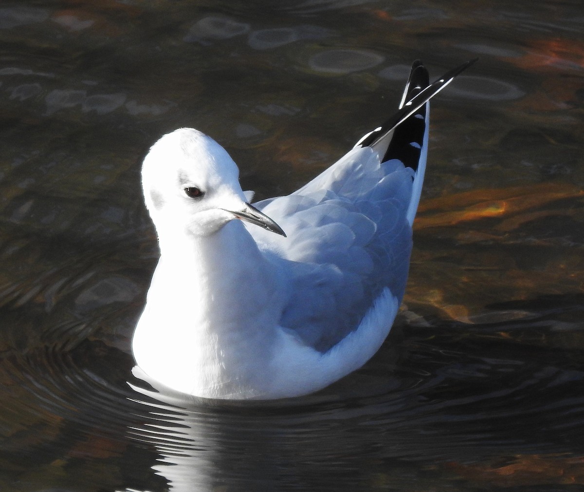 Bonaparte's Gull - ML645897847