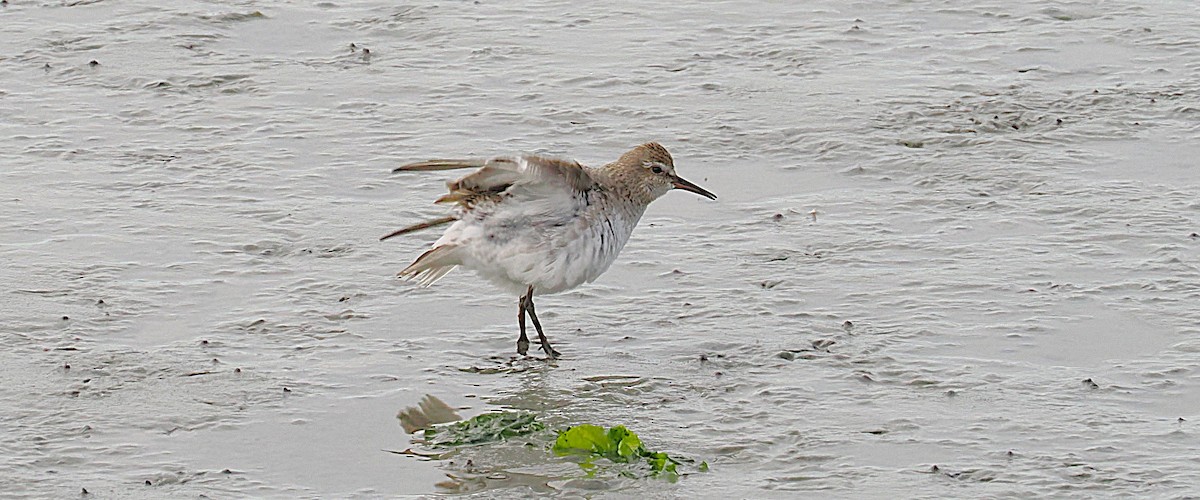 White-rumped Sandpiper - ML645897848