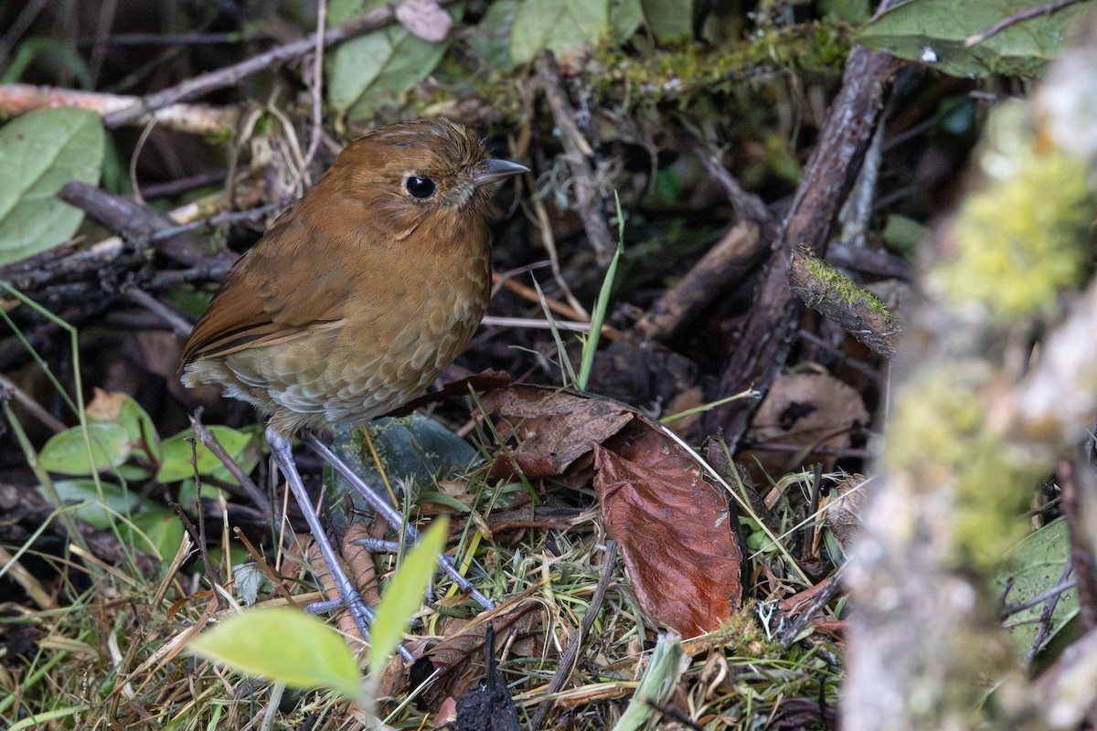 Muisca Antpitta - ML645897849