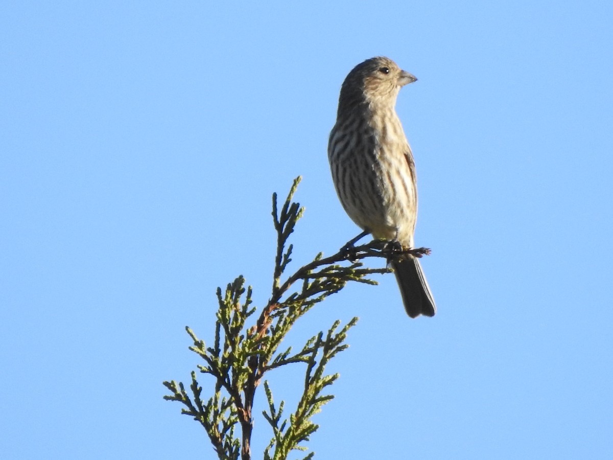 House Finch - ML645897850