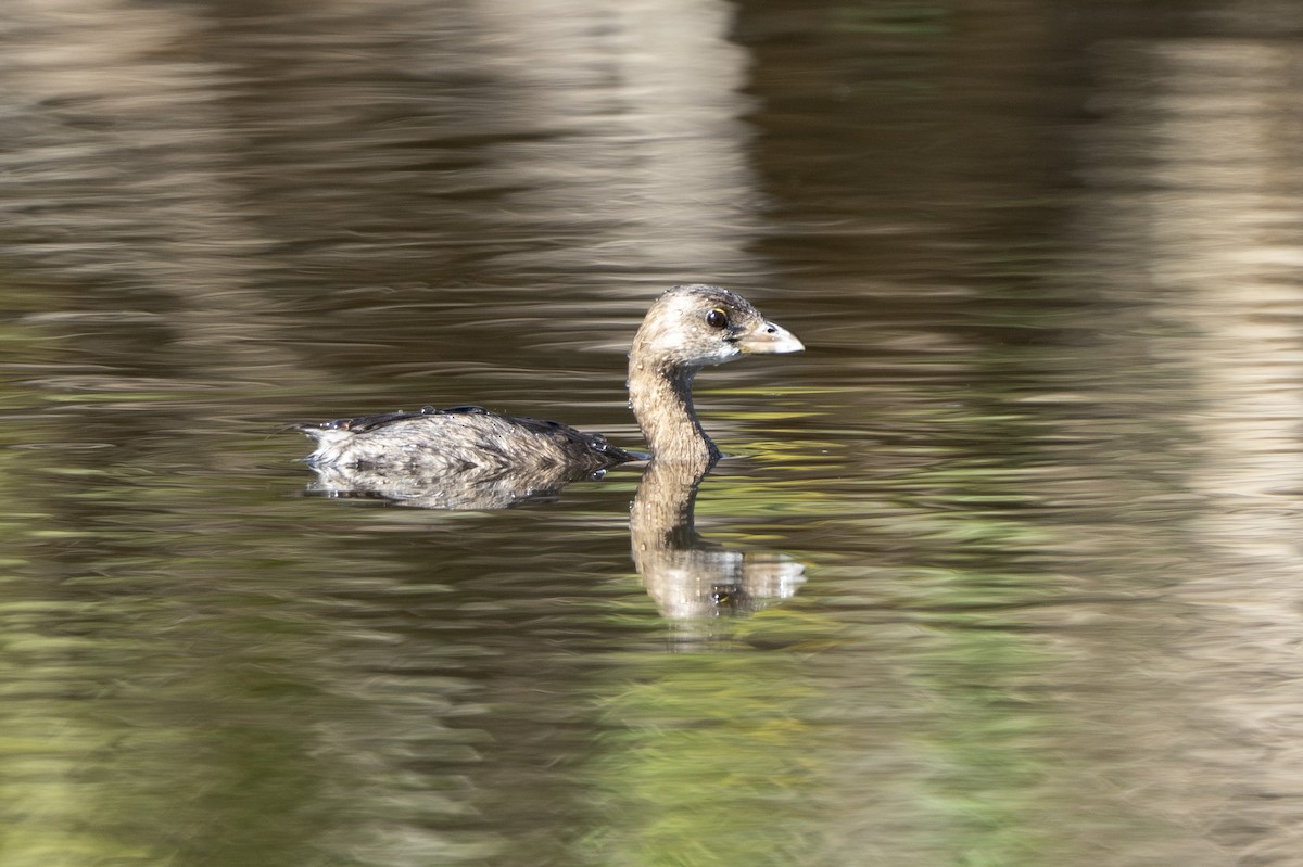 Pied-billed Grebe - ML645897851