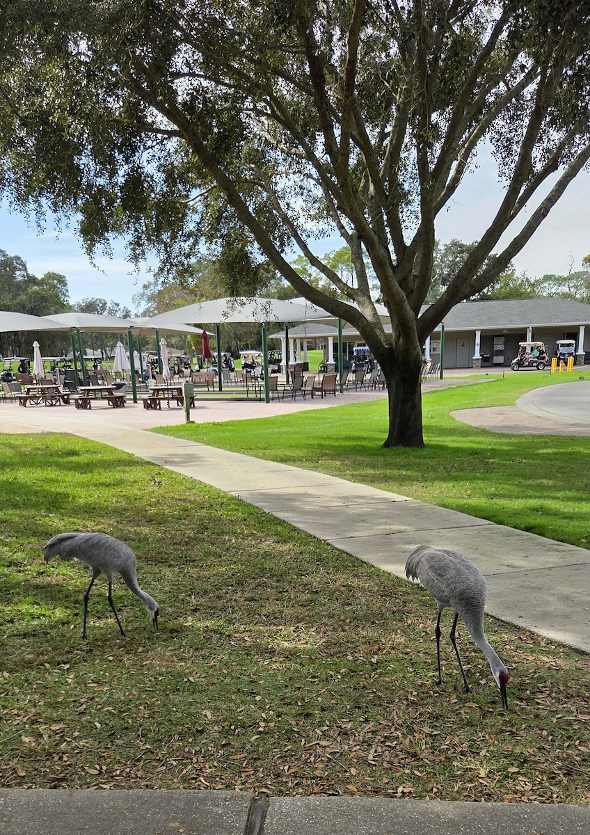 Sandhill Crane - ML645897852