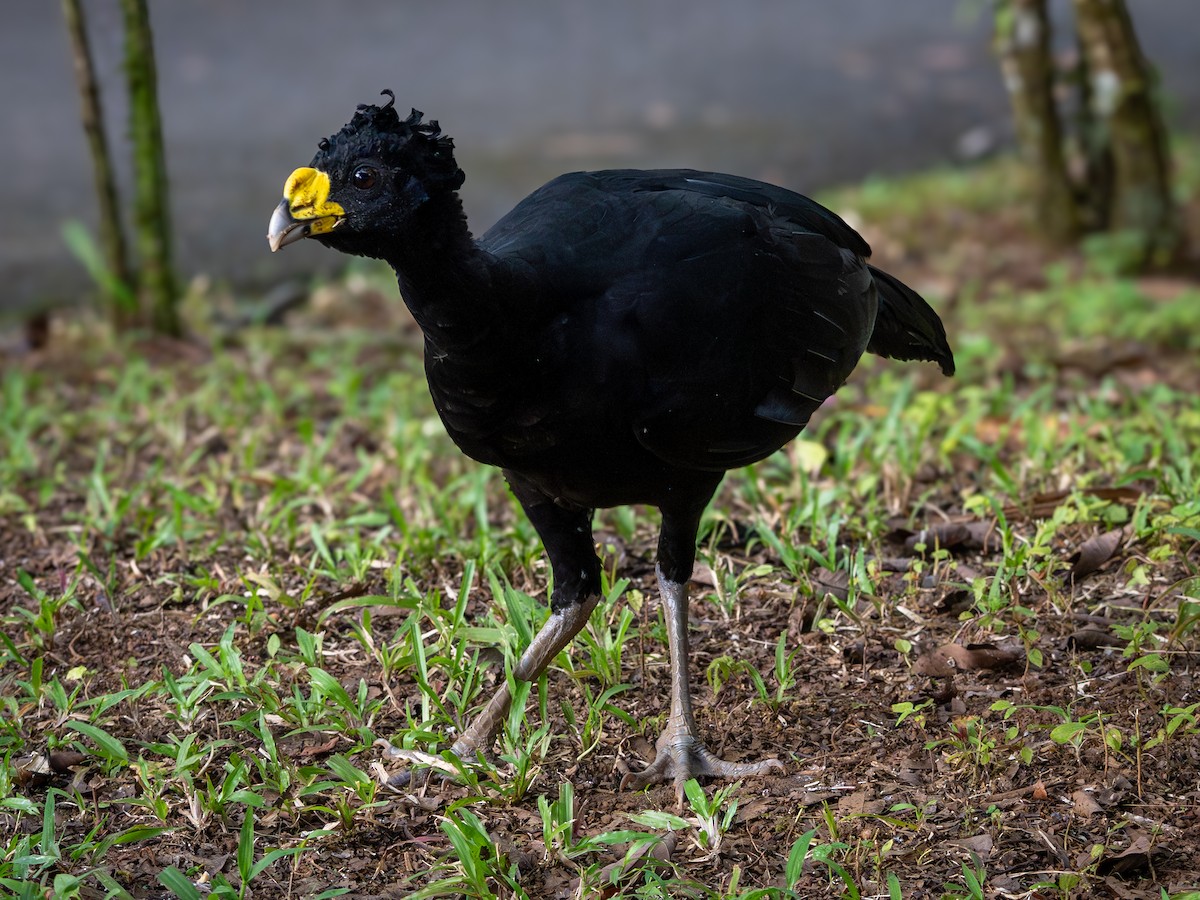 Great Curassow - ML645897853