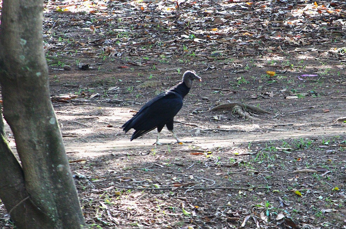 Black Vulture - ML645897855