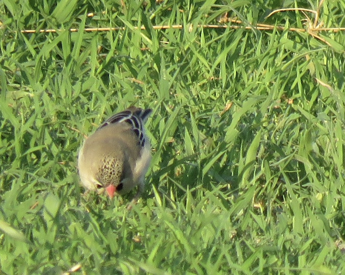 Scaly Weaver - ML645897857