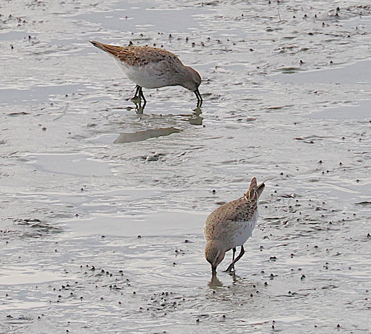 White-rumped Sandpiper - ML645897858