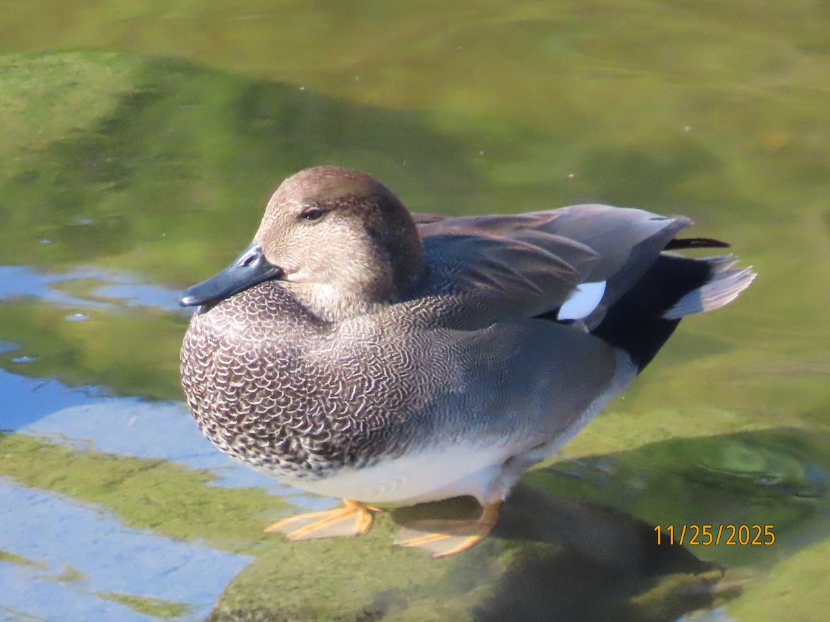 Gadwall - ML645897859