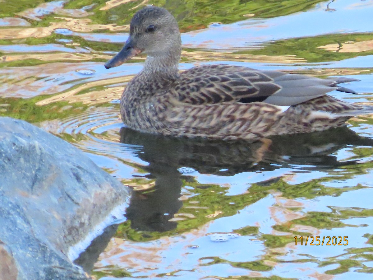 Серая утка - ML645897860