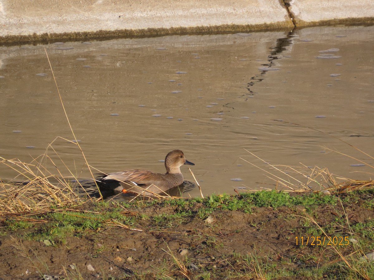 Gadwall - ML645897861