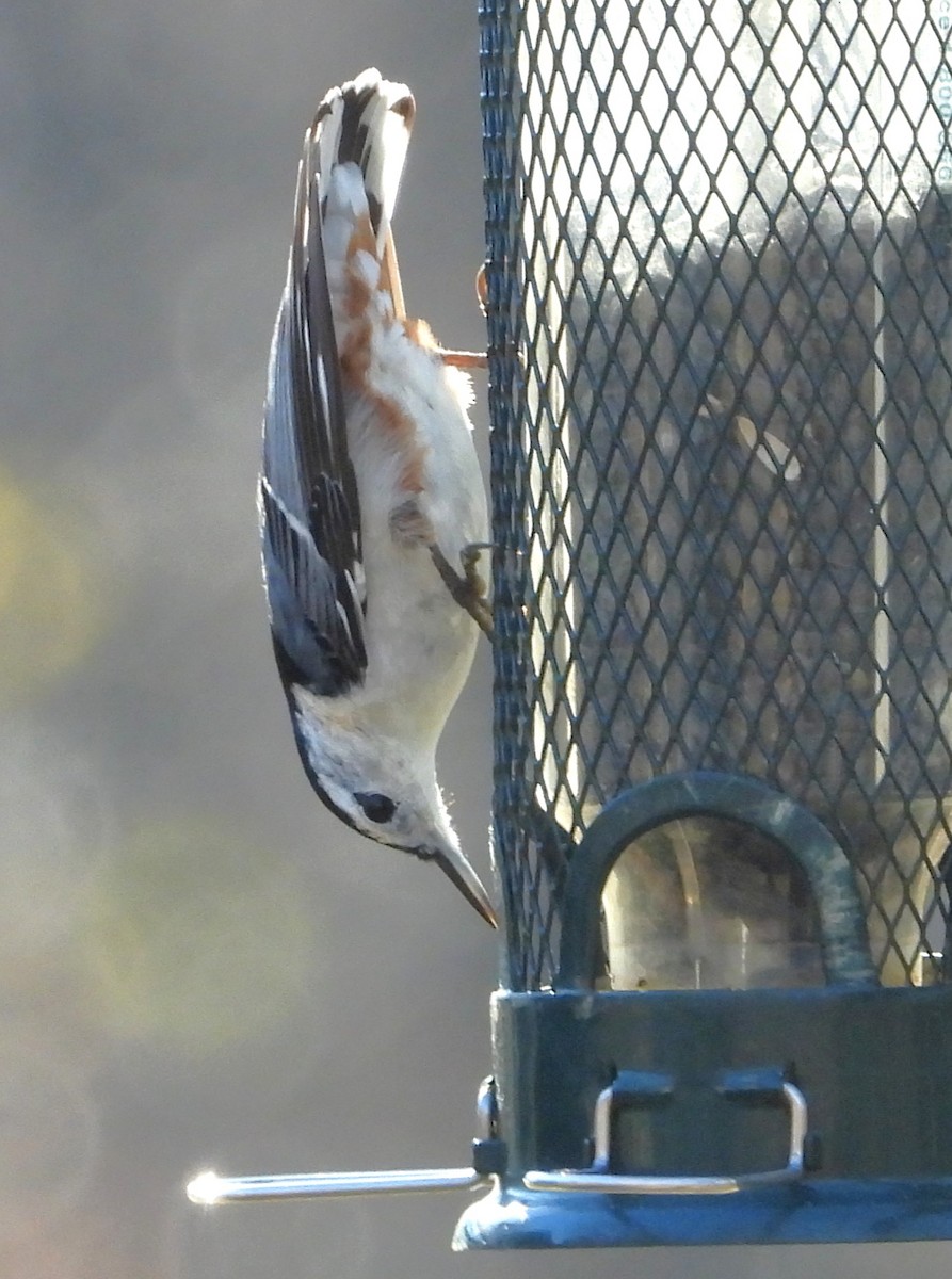 White-breasted Nuthatch - ML645897863
