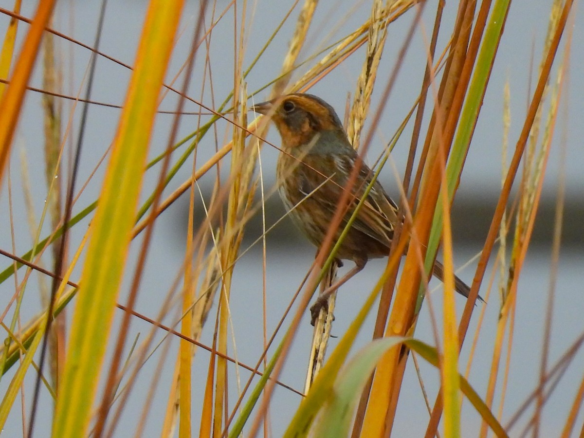 Nelson's Sparrow - ML645897864