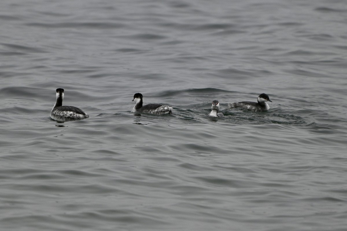 Horned Grebe - ML645897881
