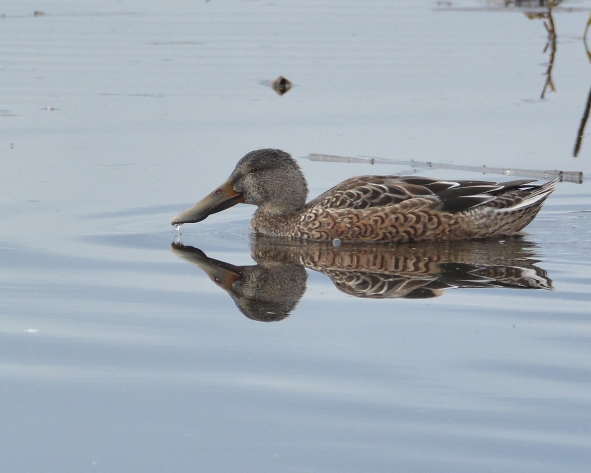 Northern Shoveler - ML645897882
