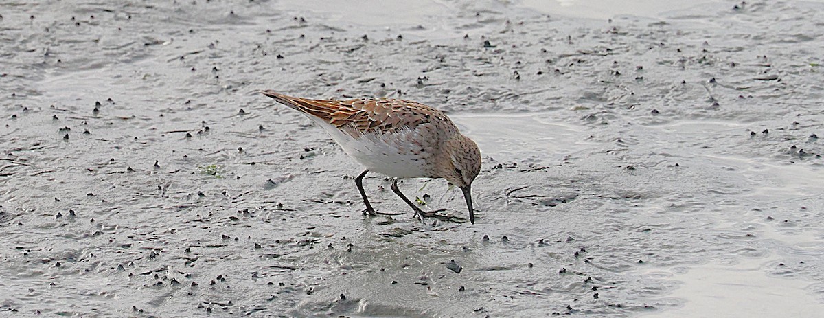 White-rumped Sandpiper - ML645897884