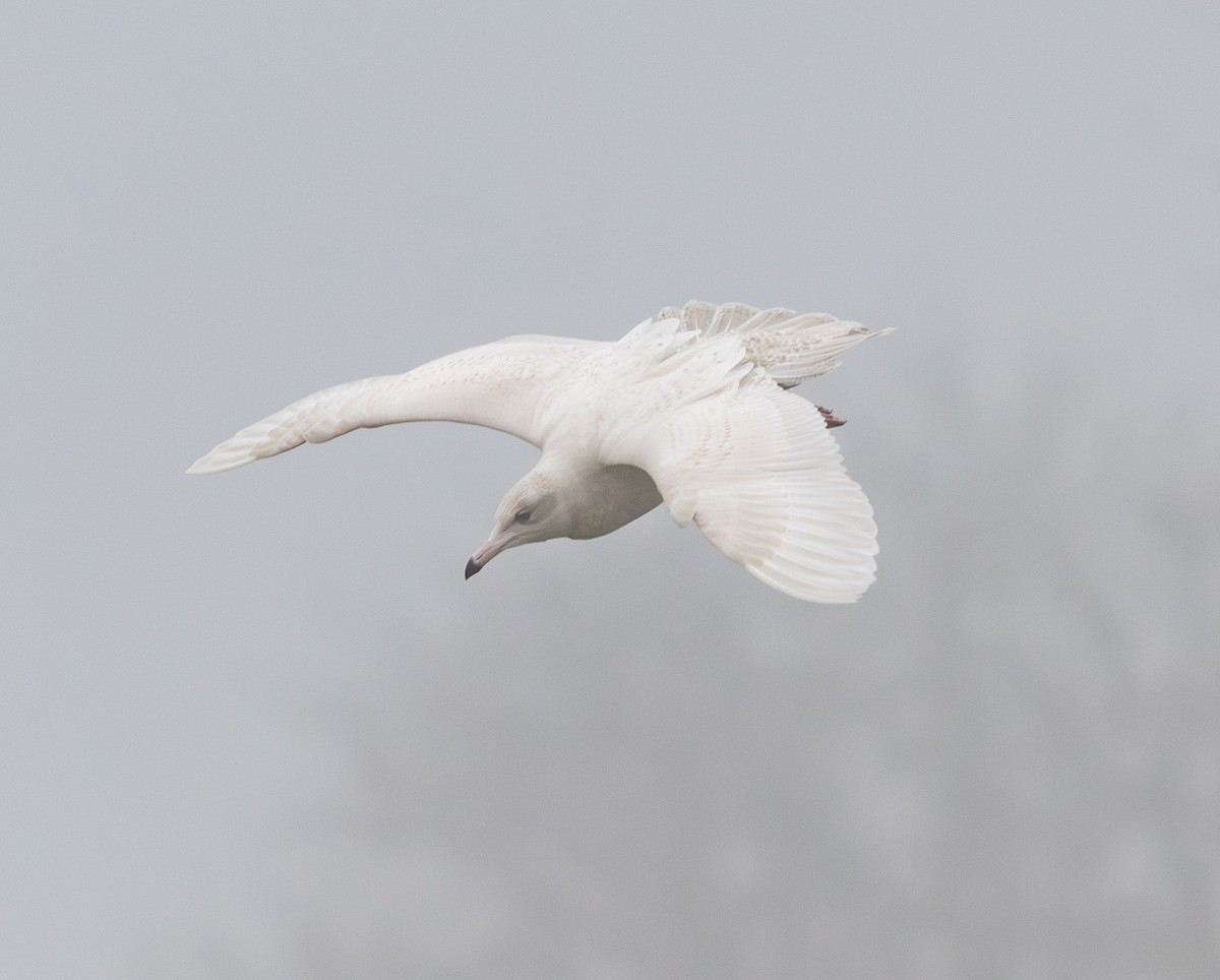 北極鷗 - ML645897889