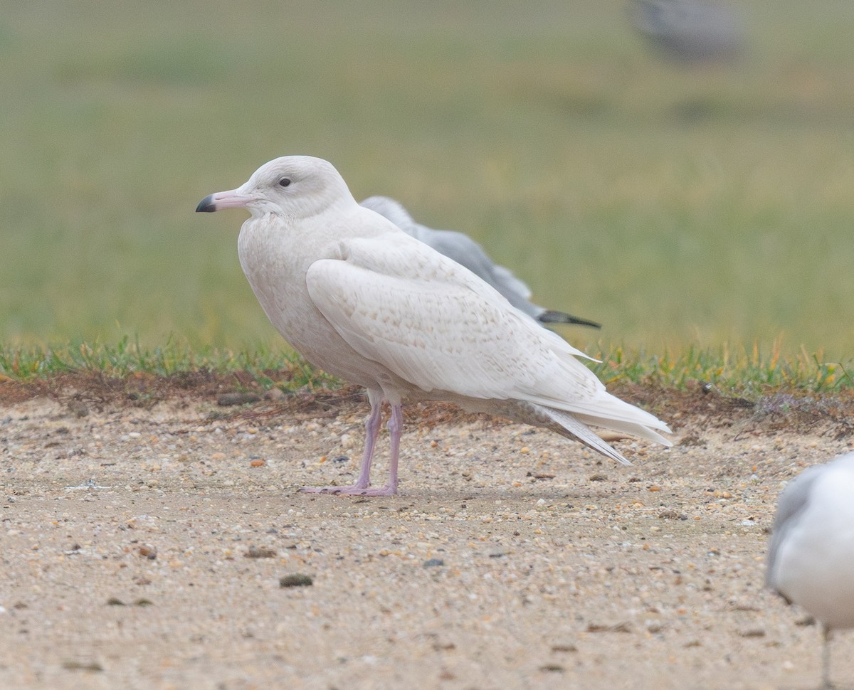 北極鷗 - ML645897891