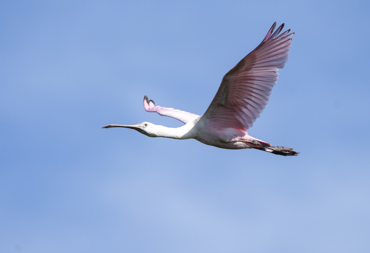 Roseate Spoonbill - ML645897892
