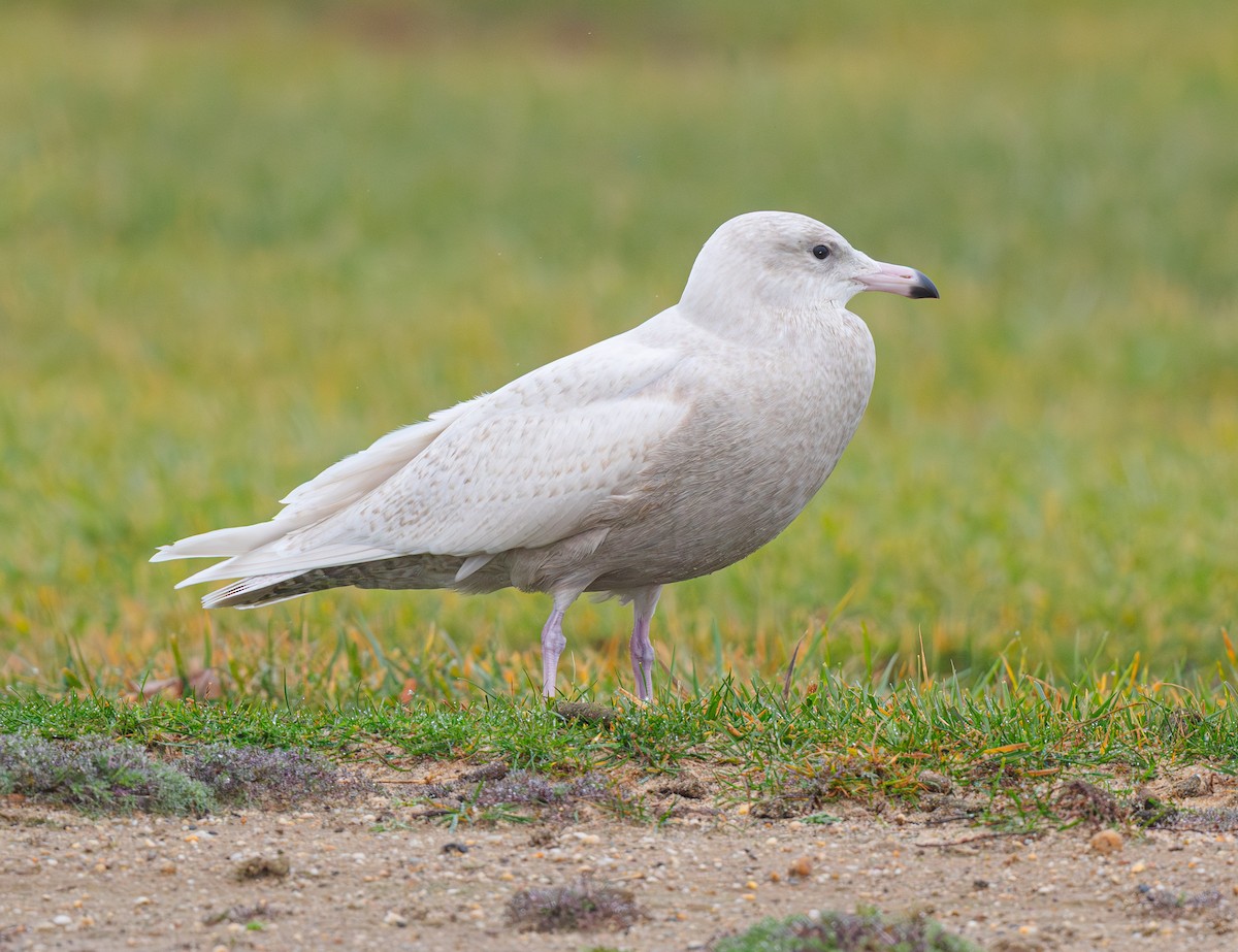Gavión Hiperbóreo - ML645897893