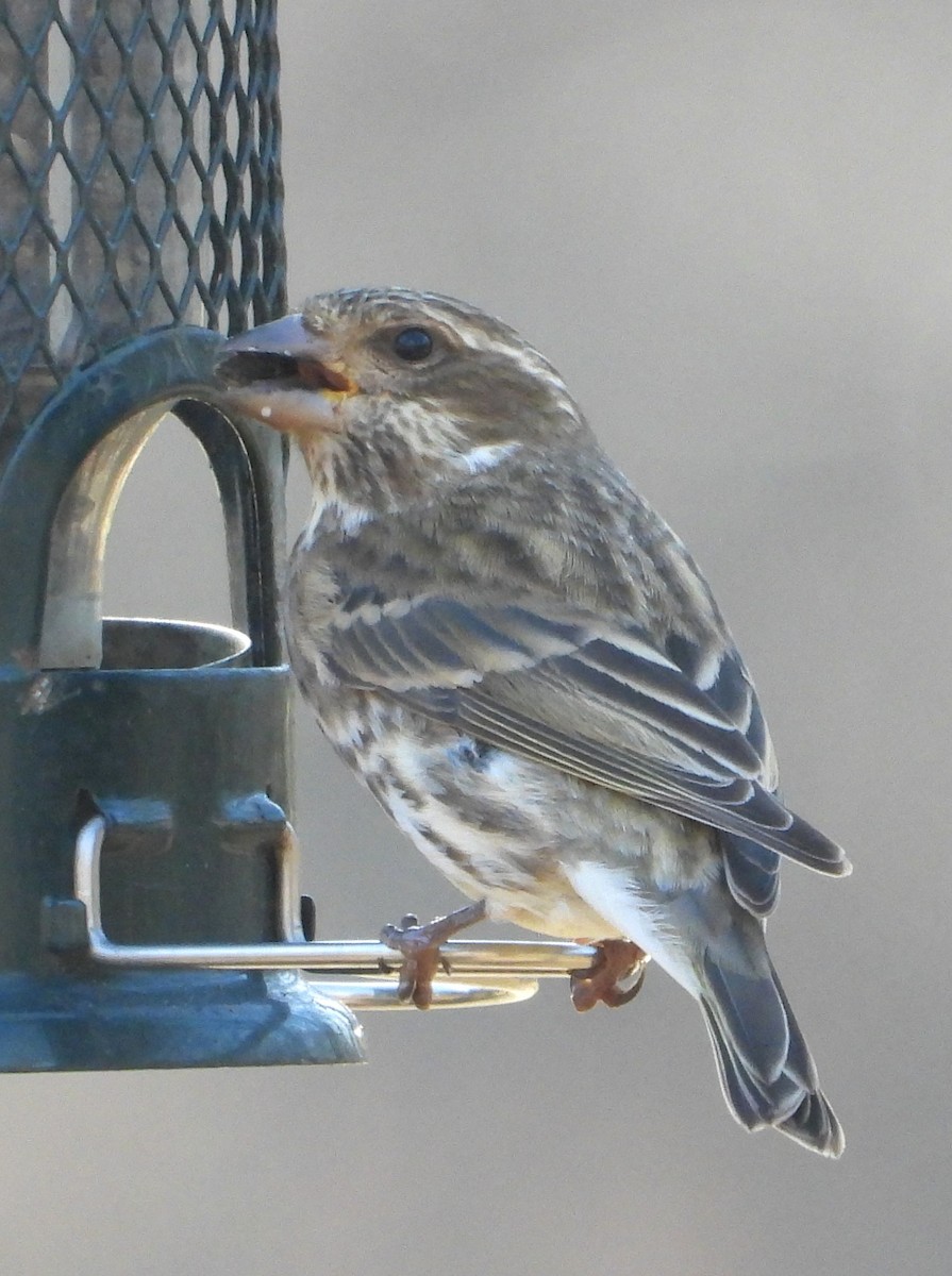 purpurfink - ML645897900