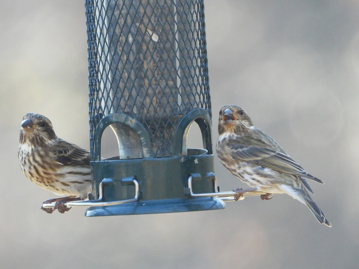 purpurfink - ML645897901