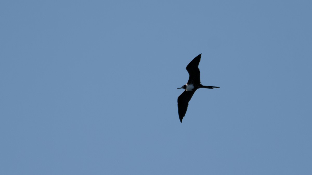 アメリカグンカンドリ - ML645897915