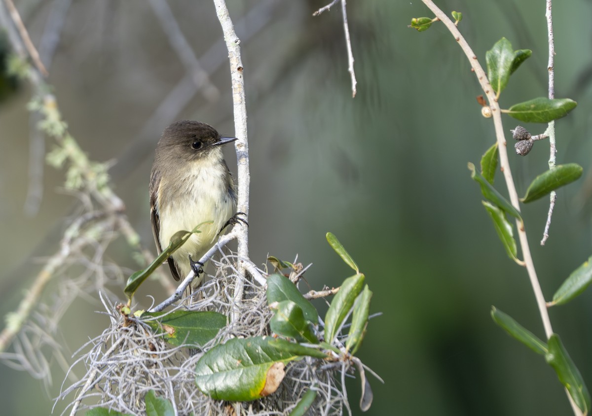 Eastern Phoebe - ML645897917