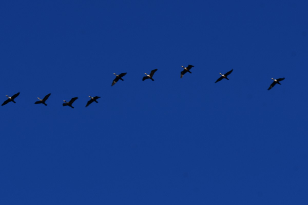 Double-crested Cormorant - ML645897930