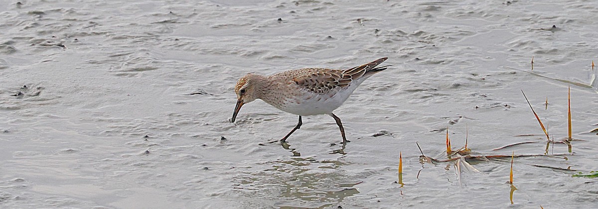 White-rumped Sandpiper - ML645897931