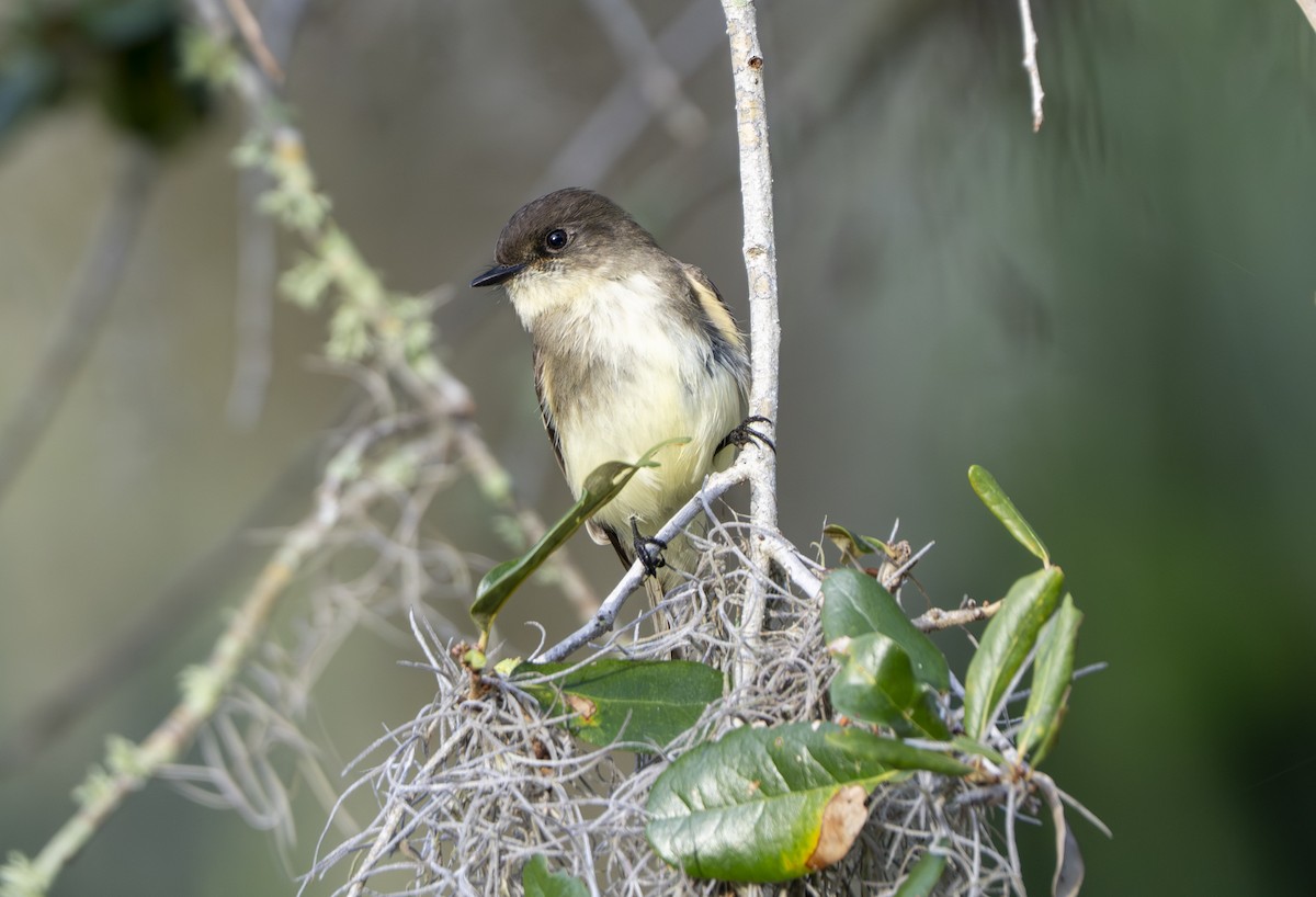 Eastern Phoebe - ML645897933