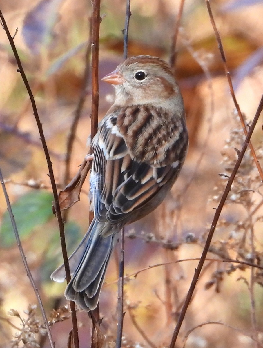 Field Sparrow - ML645897934