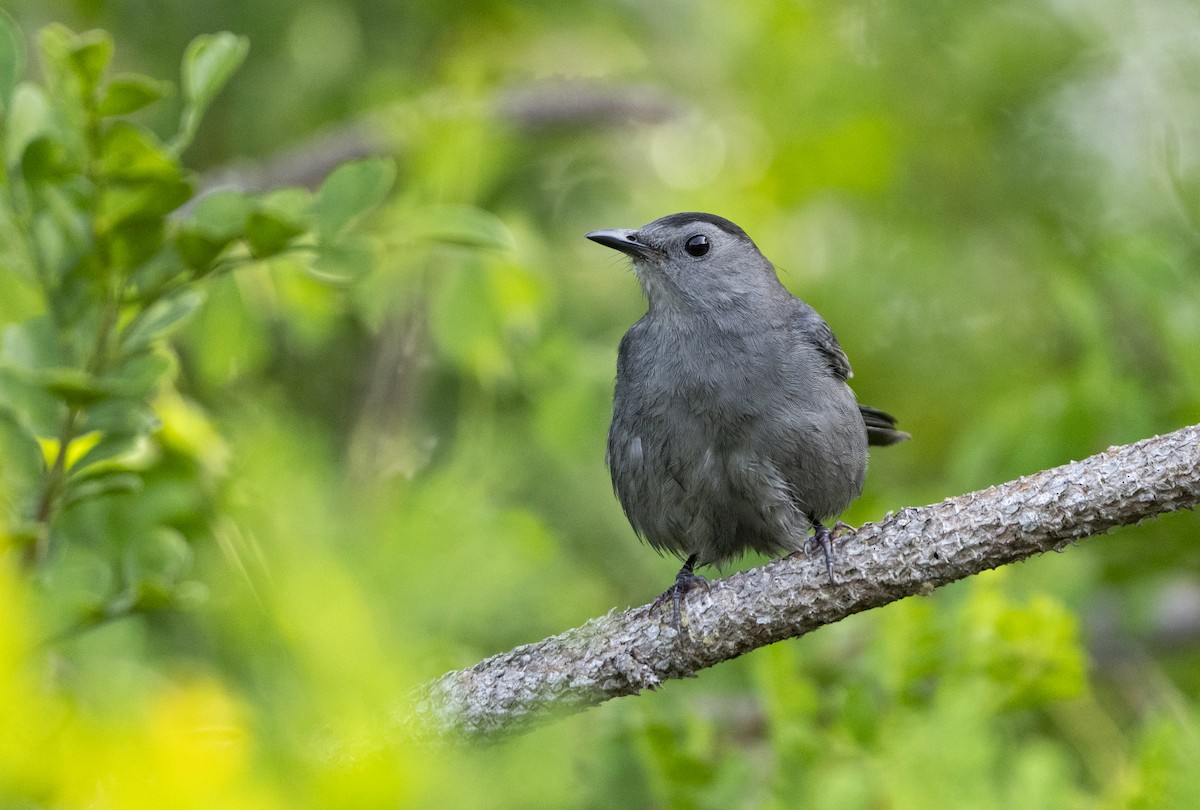Gray Catbird - ML645897941