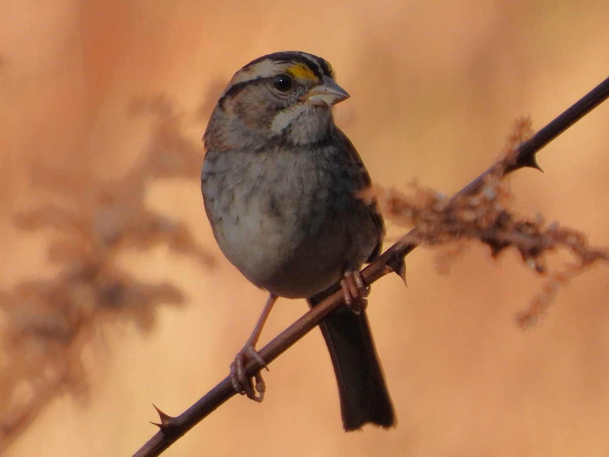 White-throated Sparrow - ML645897942