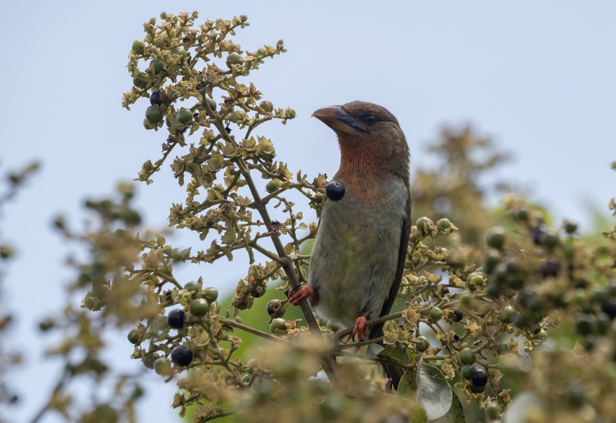 Brown Barbet - ML645897943