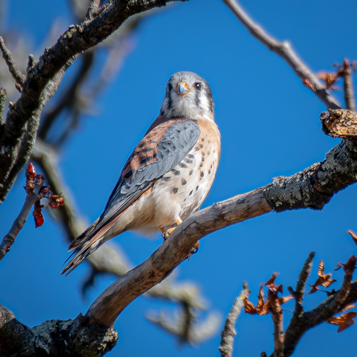 American Kestrel - ML645897944