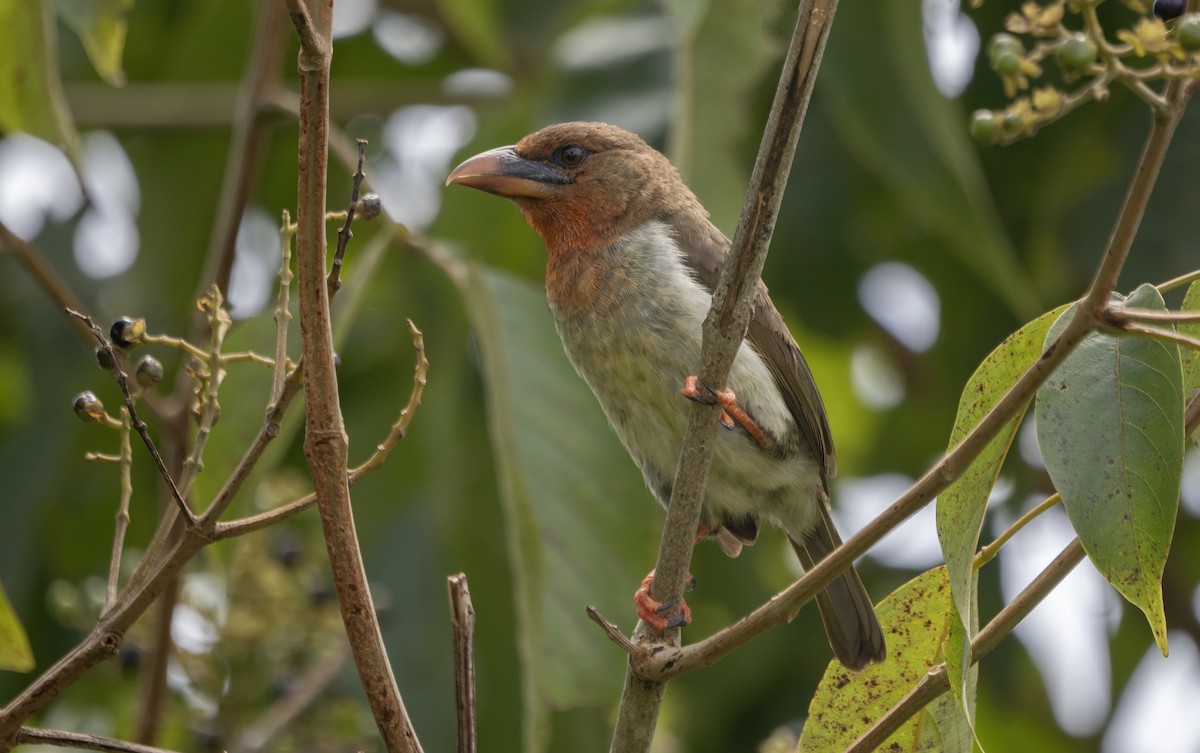 Brown Barbet - ML645897946