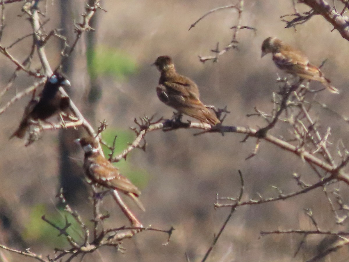 Chestnut-backed Sparrow-Lark - ML645897947