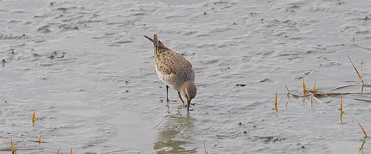 White-rumped Sandpiper - ML645897951
