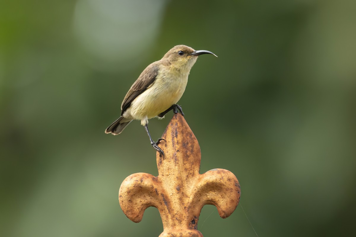 Copper Sunbird - ML645897953