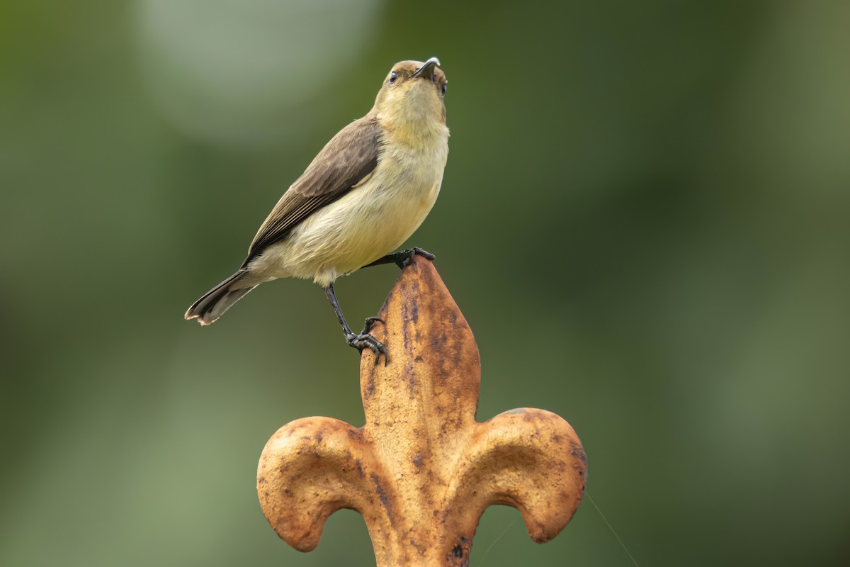 Copper Sunbird - ML645897954