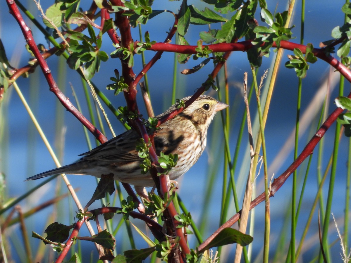 Savannah Sparrow - ML645897955