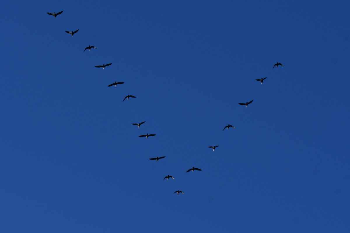 Double-crested Cormorant - ML645897956