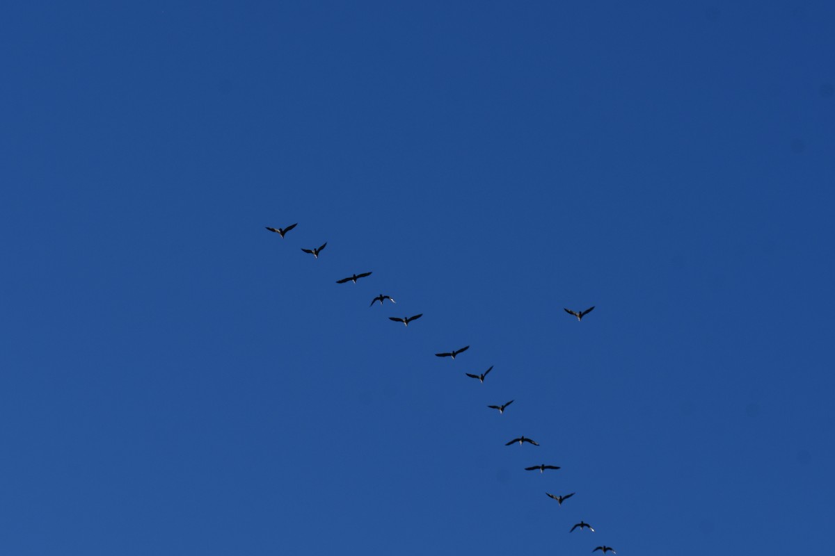Double-crested Cormorant - ML645897958