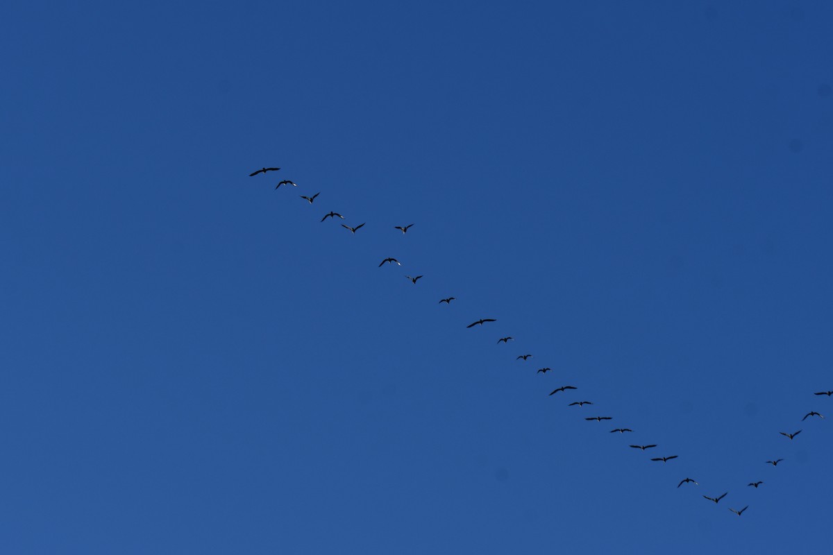 Double-crested Cormorant - ML645897959