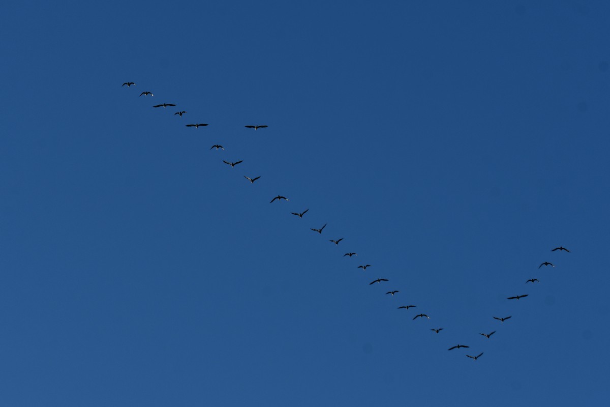 Double-crested Cormorant - ML645897960
