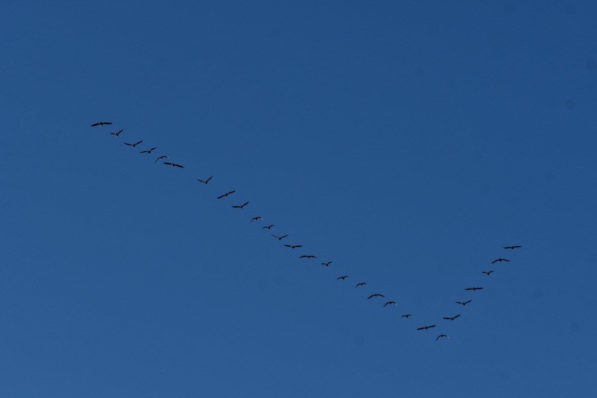 Double-crested Cormorant - ML645897961