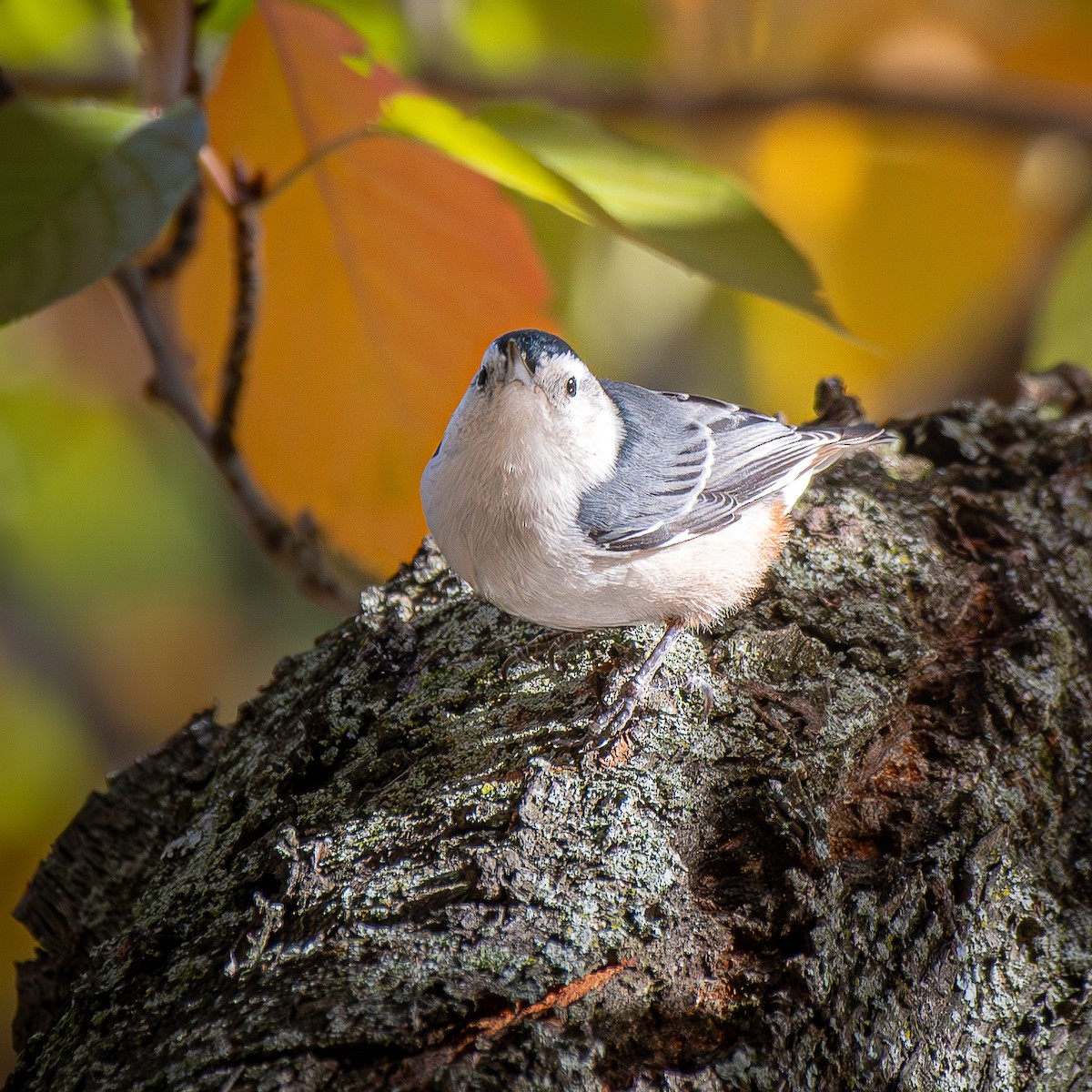 White-breasted Nuthatch - ML645897963