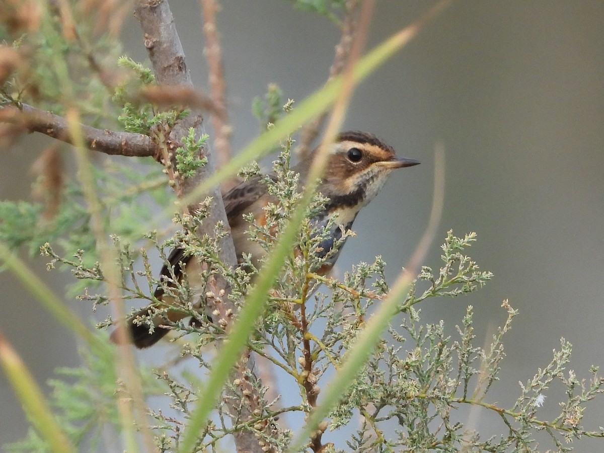 Bluethroat - ML645897968