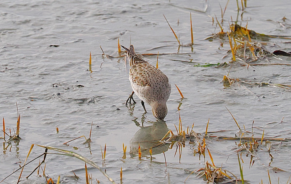 White-rumped Sandpiper - ML645897973